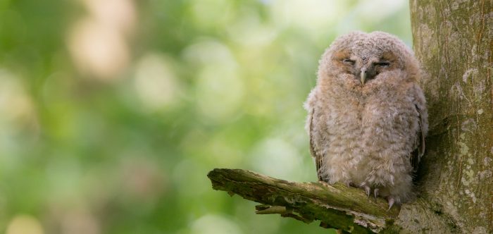 Tawny owlet