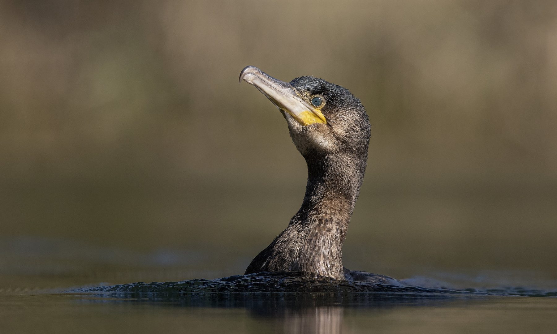 Cormorant