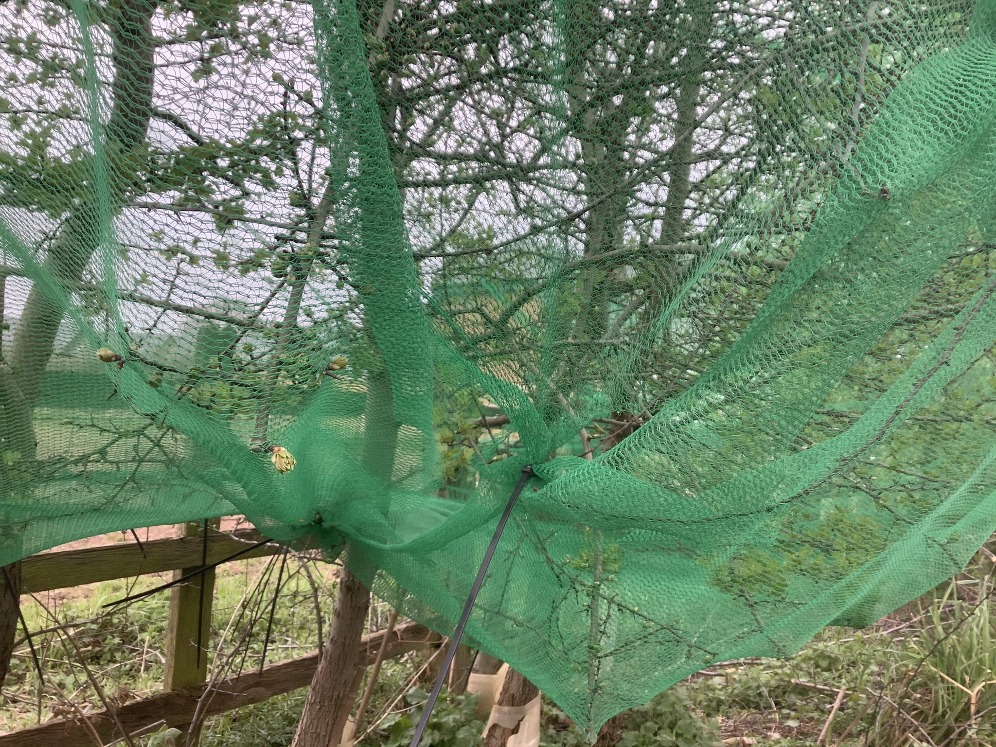 Poorly installed netting