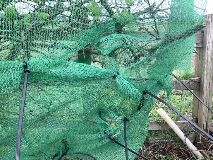 Netting at Coton Lane, Tamworth