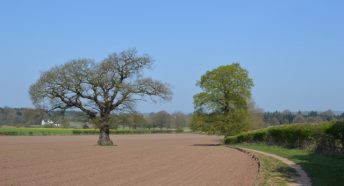 Two trees in a field with different leaf cover