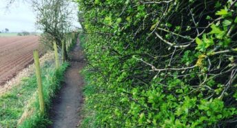 Hedgerow in spring