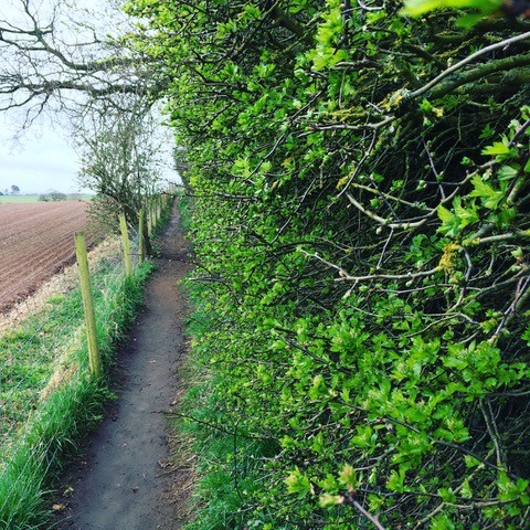 Hedgerow in spring