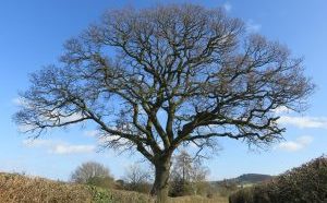 Stourbridge green belt