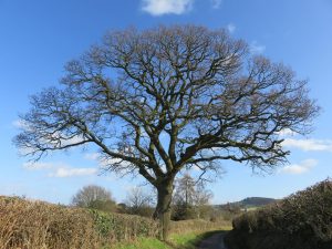 Stourbridge green belt