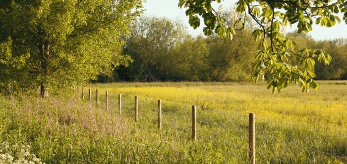 Fenceposts in field