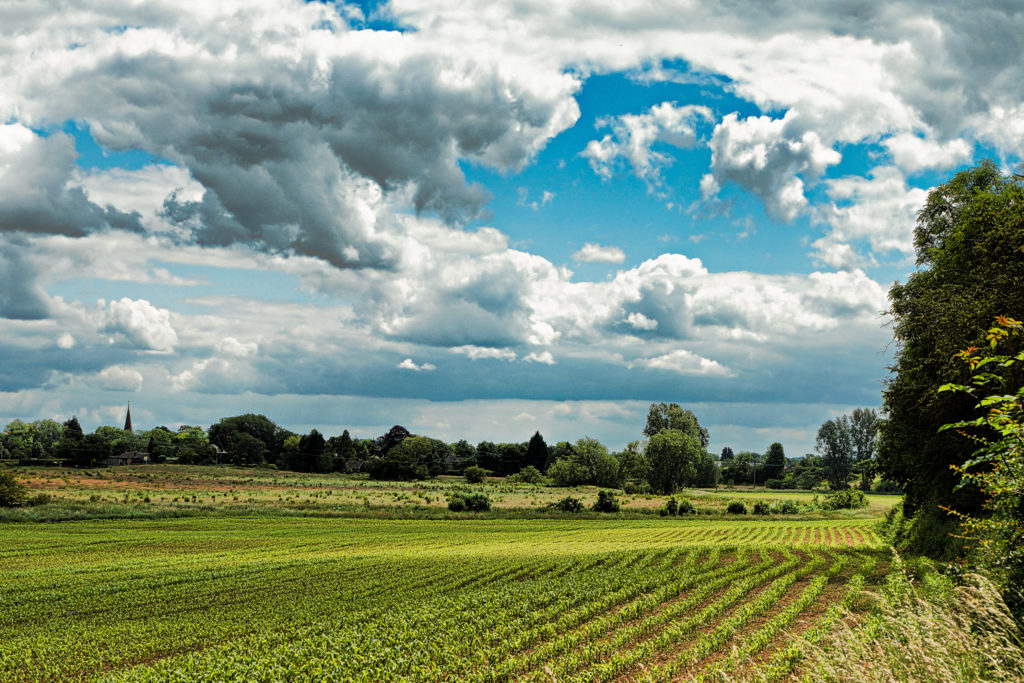 A field between Salt and Weston
