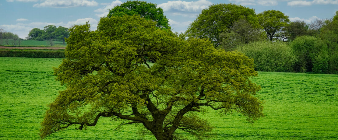 A tree in an agricultural field