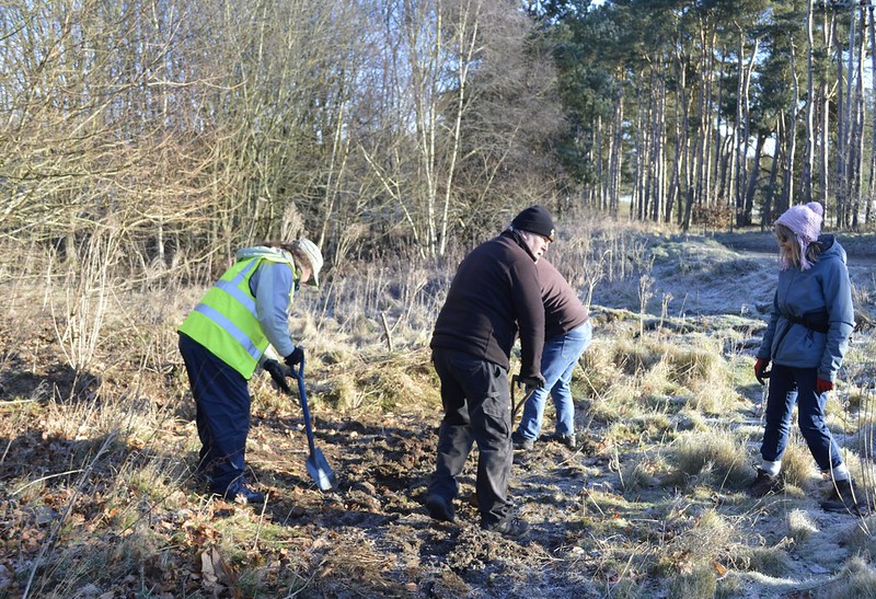 People planting a hedge