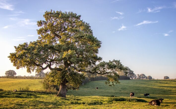 A view of a tree in a field