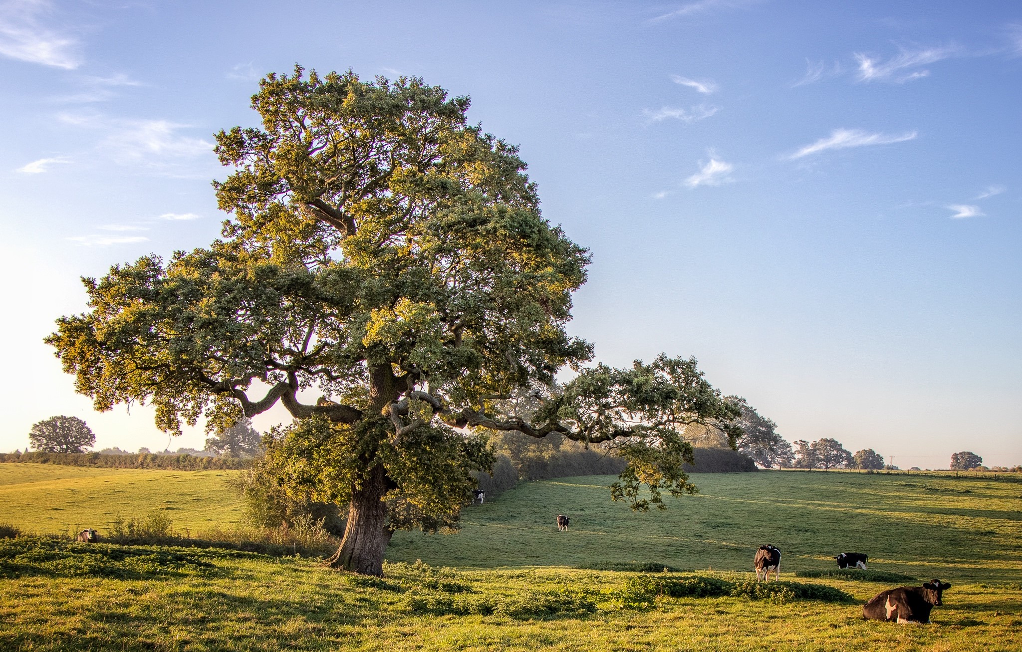 A view of a tree in a field