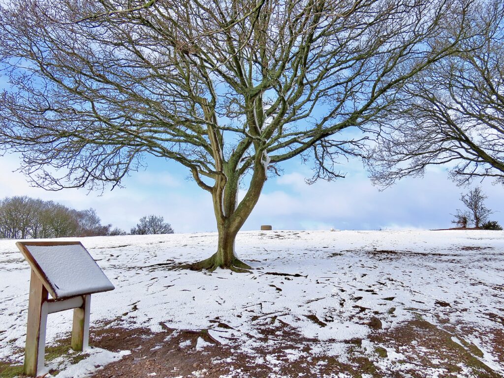 A bare tree against a blue sky, with snow on the ground. A display board.