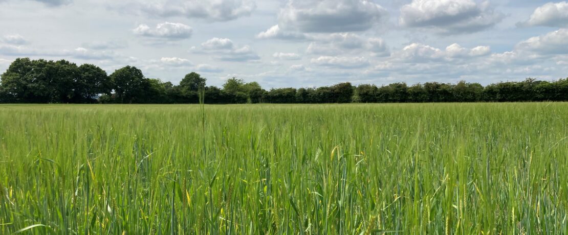 A green field with blue sky and clouds